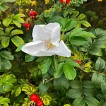 아파트 Marie In 보른